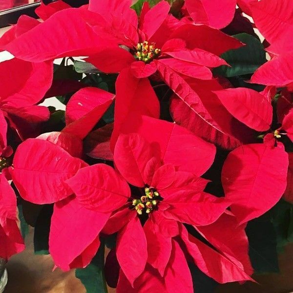 Fleurs de Noël ...