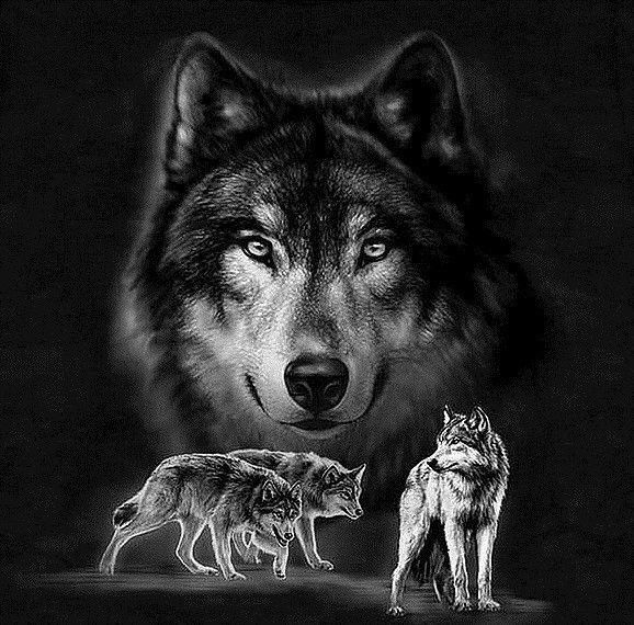 Ombre de loups ...