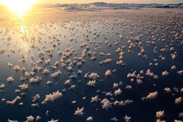 Fleurs de givre dans l'Océan Arctique.