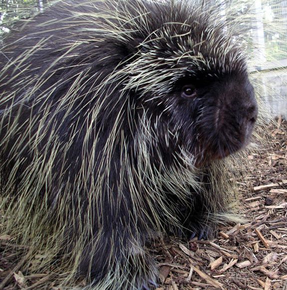 La fable du porc-épic !
