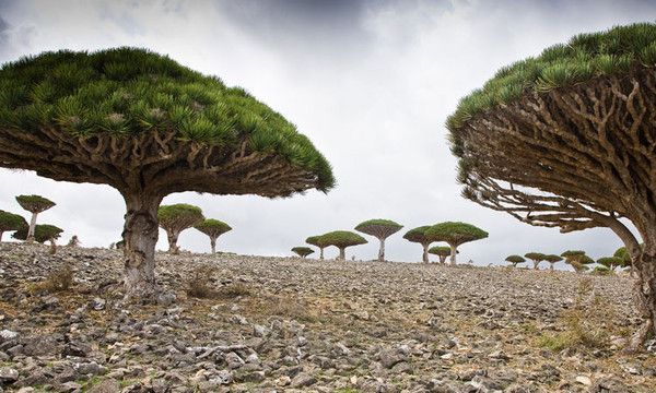 L'île de Socotra