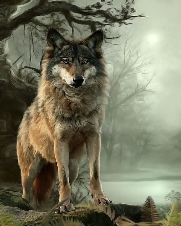 Loup majestueux ...