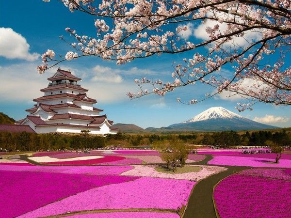 Cerisiers en fleurs au Japon ...