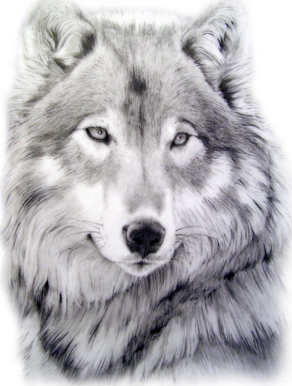 Portrait de loup ...