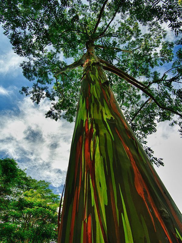 Un eucalyptus arc-en-ciel à Hawaii